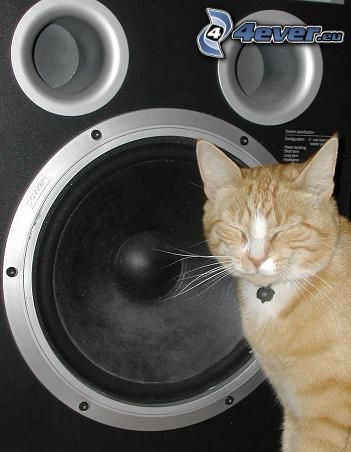 ginger cat, speaker