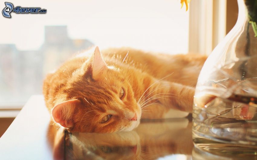 ginger cat, vase
