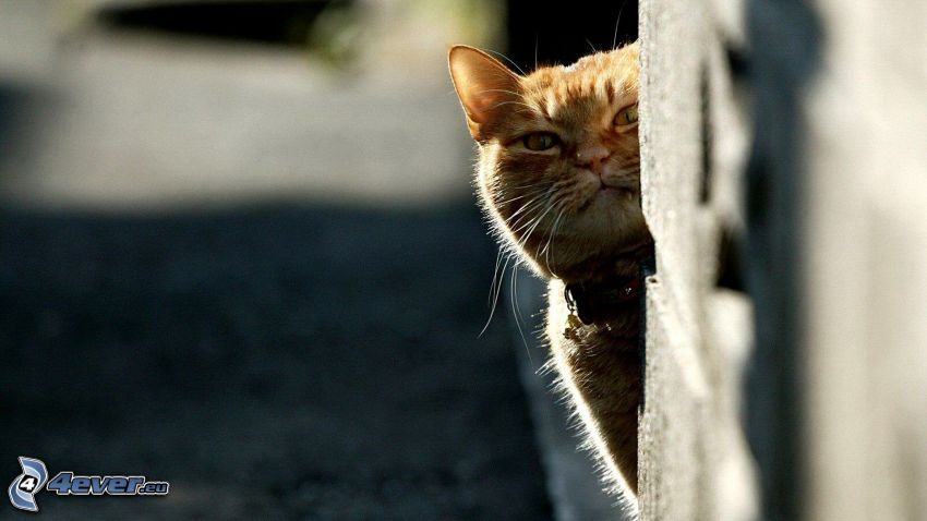 ginger cat, wall