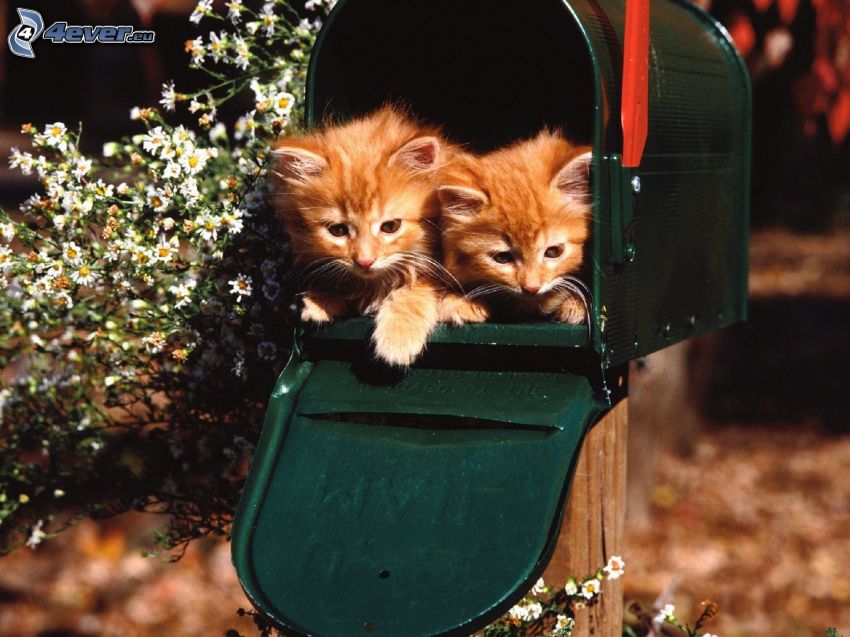 ginger kittens, mailbox, flowers