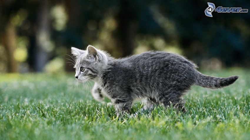gray cat, grass