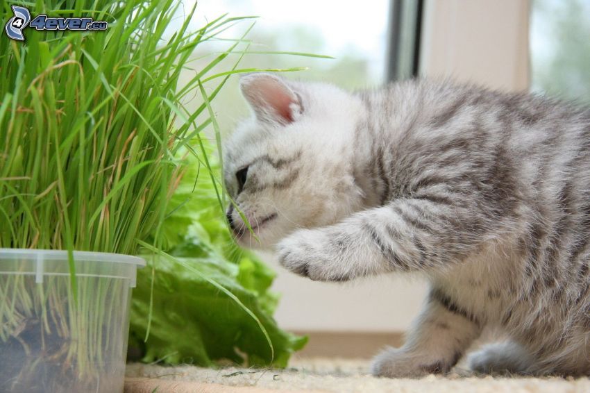 gray kitten, blades of grass