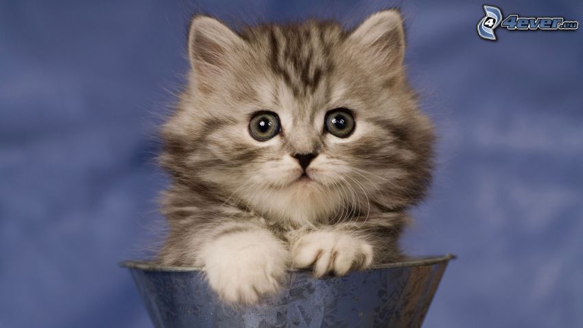 gray kitten, bucket