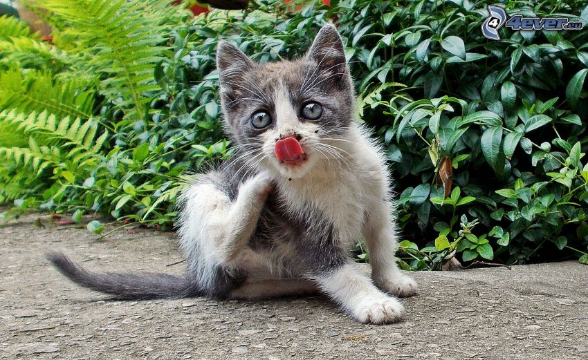 gray kitten, put out the tongue