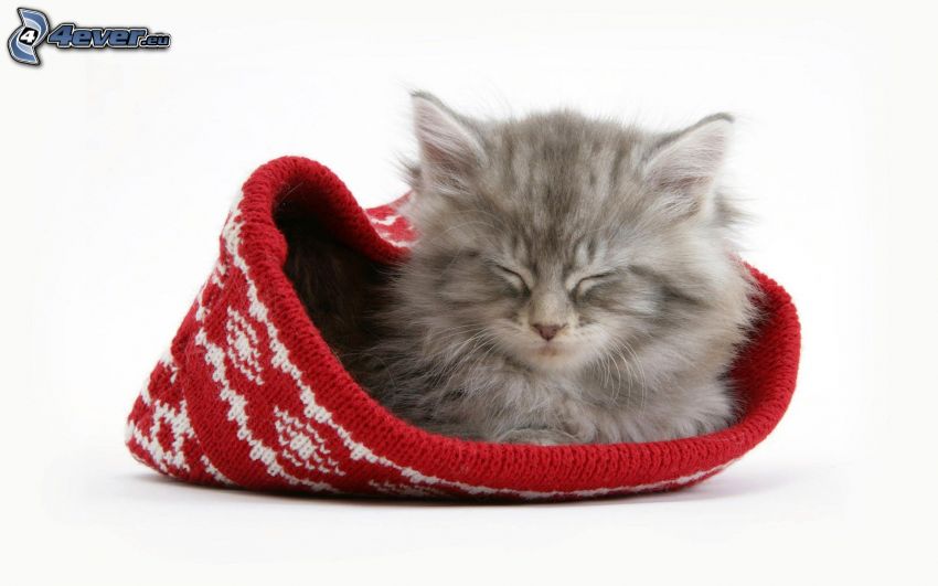 gray kitten, sleeping kitten, hat