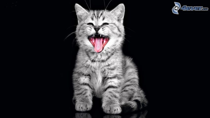 gray kitten, yawn