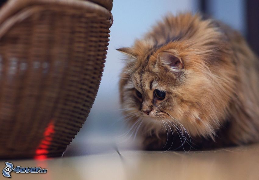 hairy cat, basket