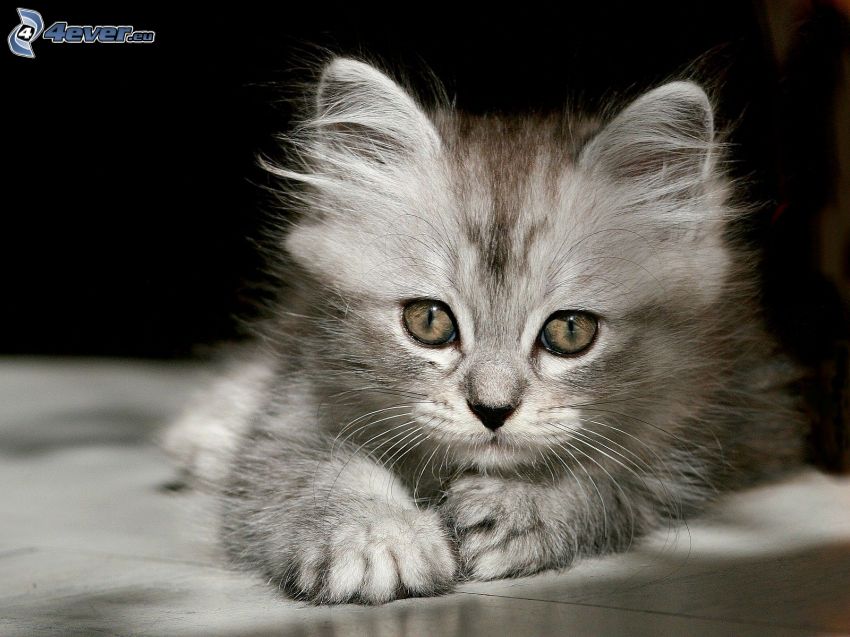 hairy kitten, cat's look