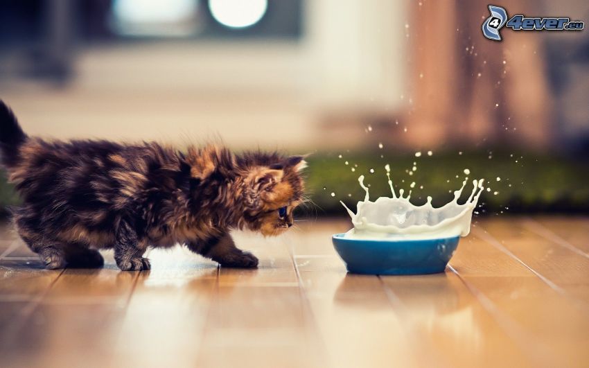 hairy kitten, milk, splash