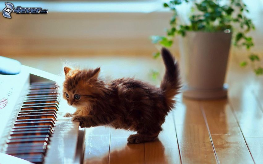 hairy kitten, piano
