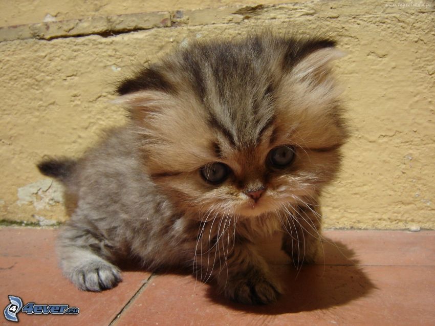 hairy kitten, small kitten