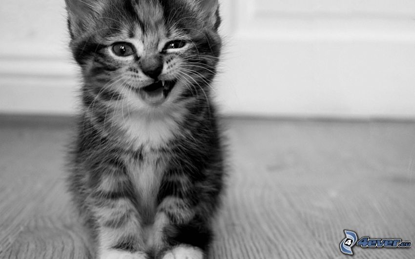 kitten, black and white