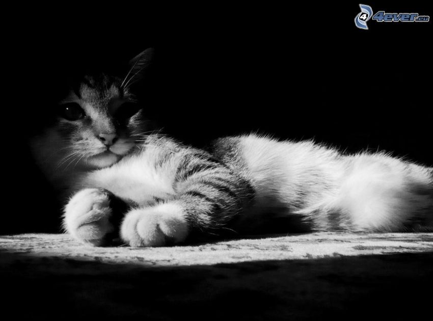 kitten, black and white