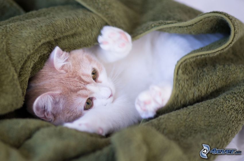 kitten, blanket