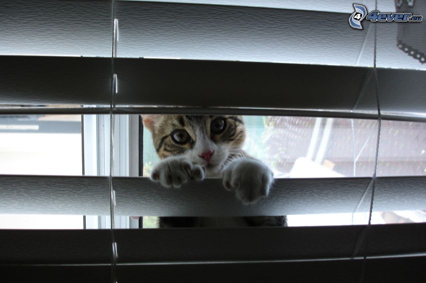 kitten, blinds