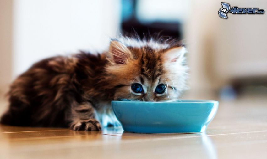 kitten, bowl