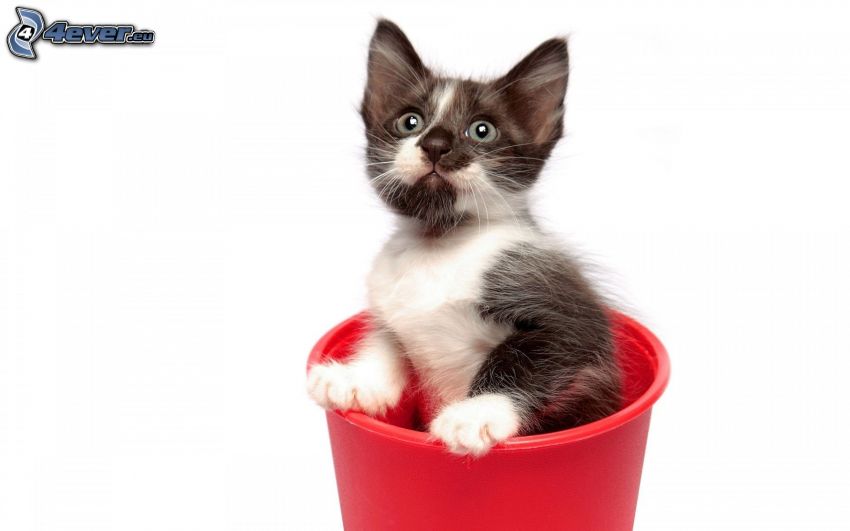 kitten, bucket