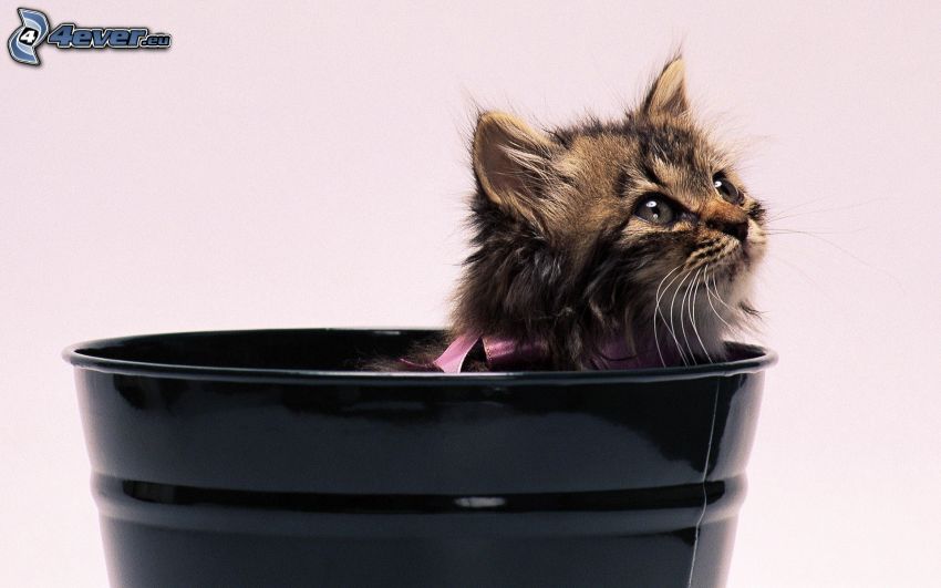kitten, bucket