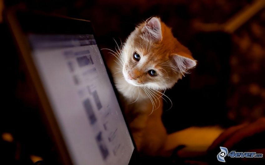 kitten, computer