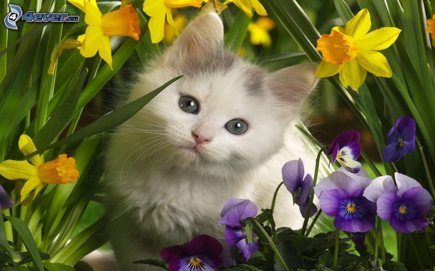 kitten, daffodil, pansies