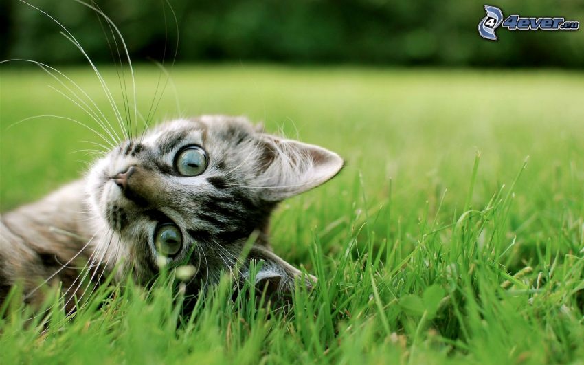 kitten, grass