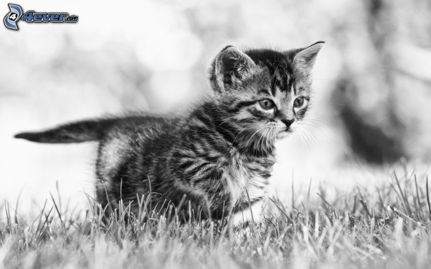 kitten, look, black and white photo
