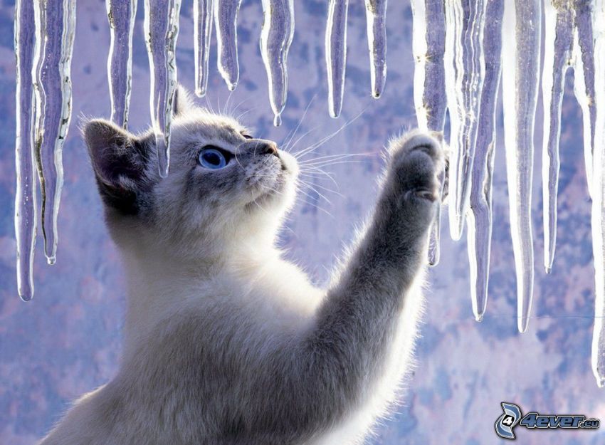 kitten, paw, icicles