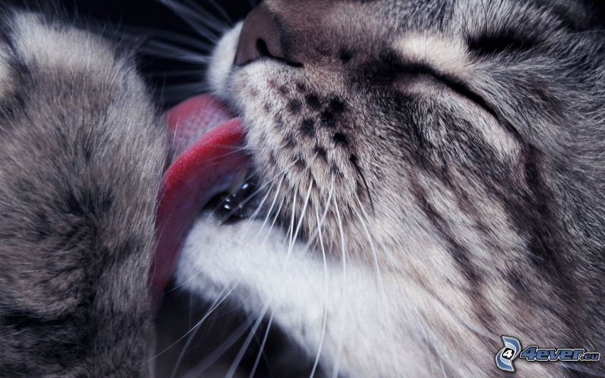 kitten, tongue