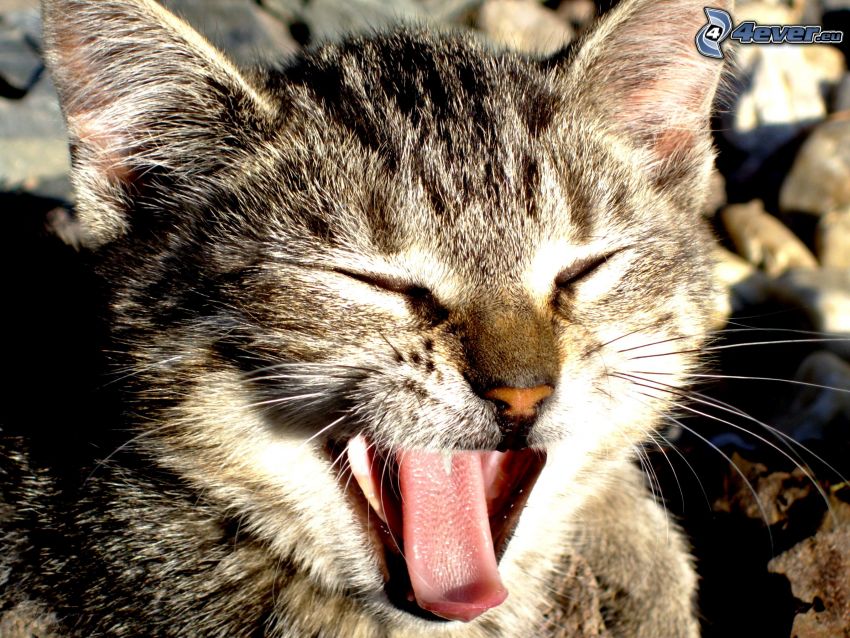 kitten, yawn, cub, tongue