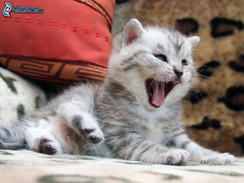 kitten, yawn