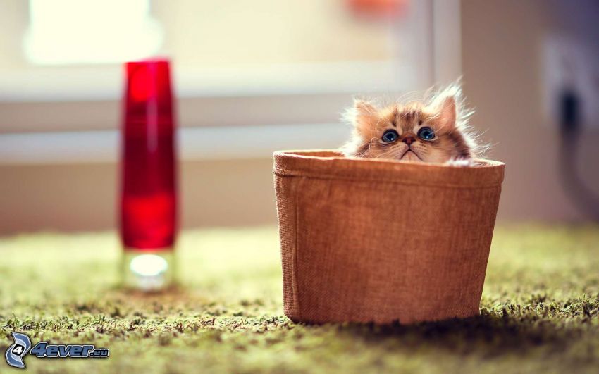 kitten in basket, cup, look