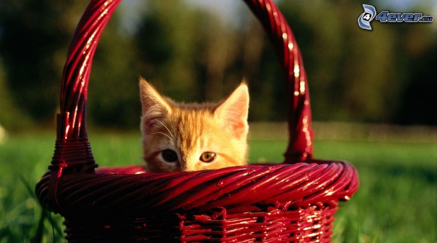kitten in basket, rusty kitten