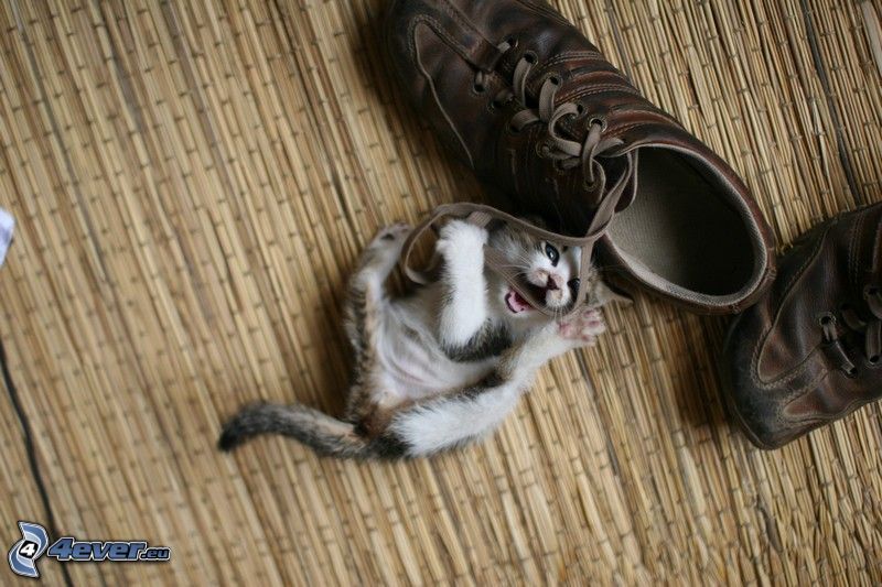 kitten on his back, shoes
