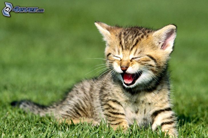kitten on the meadow, yawn