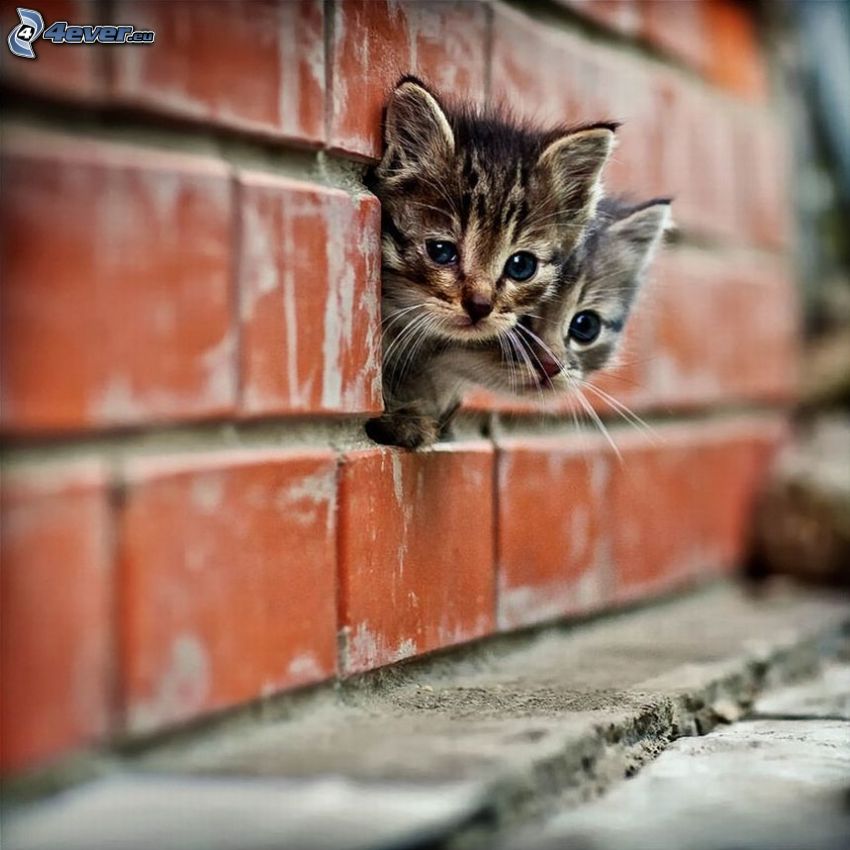 kittens, bricks, wall