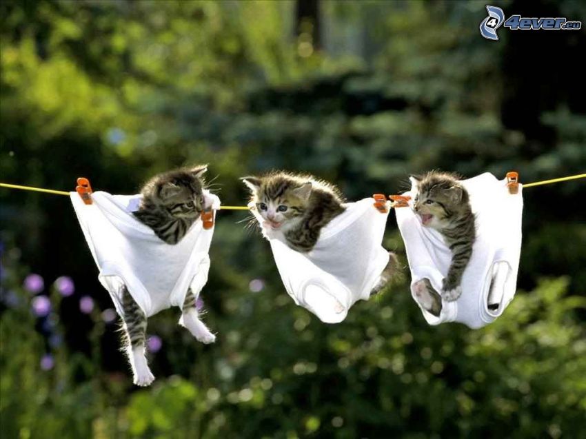 kittens, clothesline