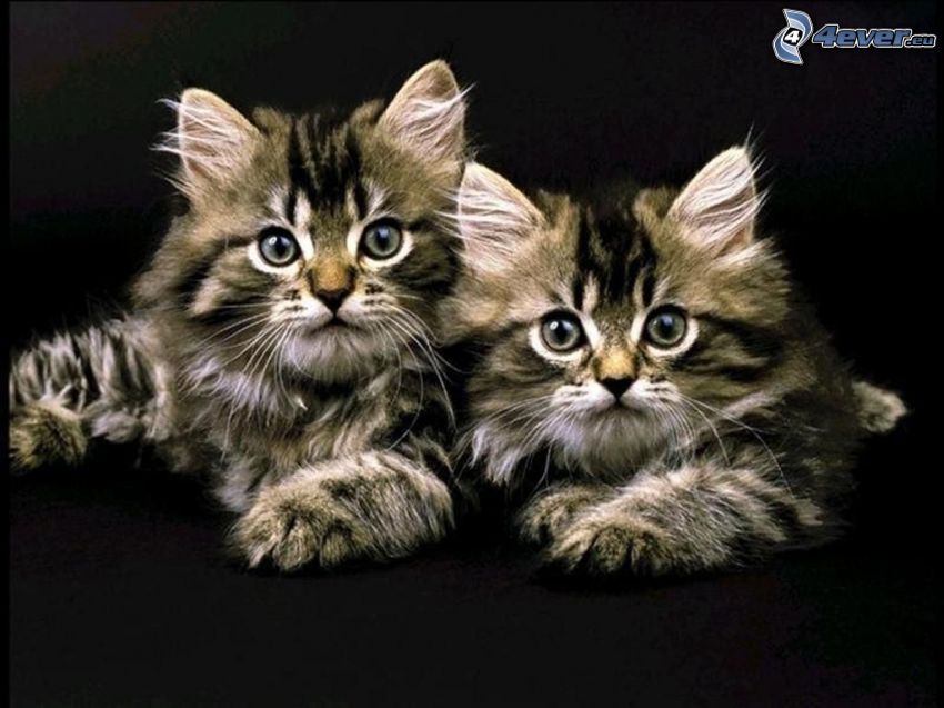 kittens, cubs