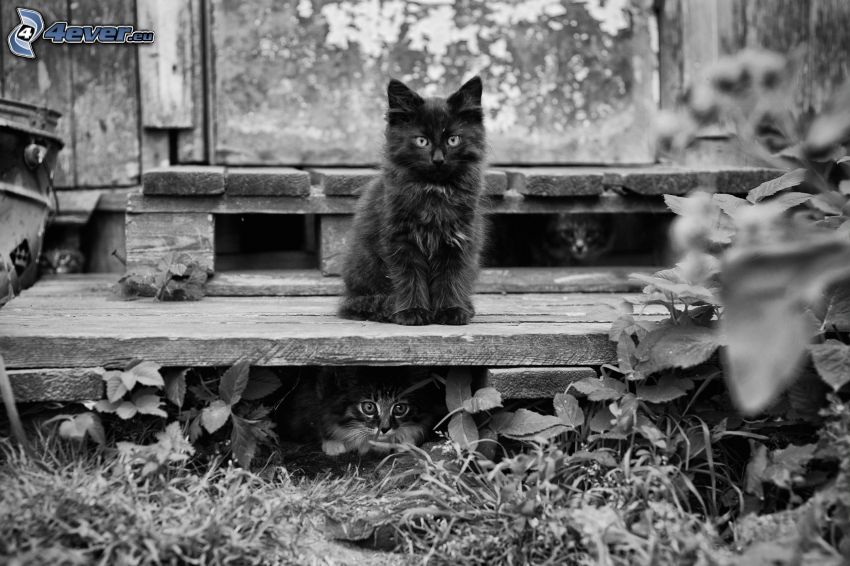 kittens, grass, black and white