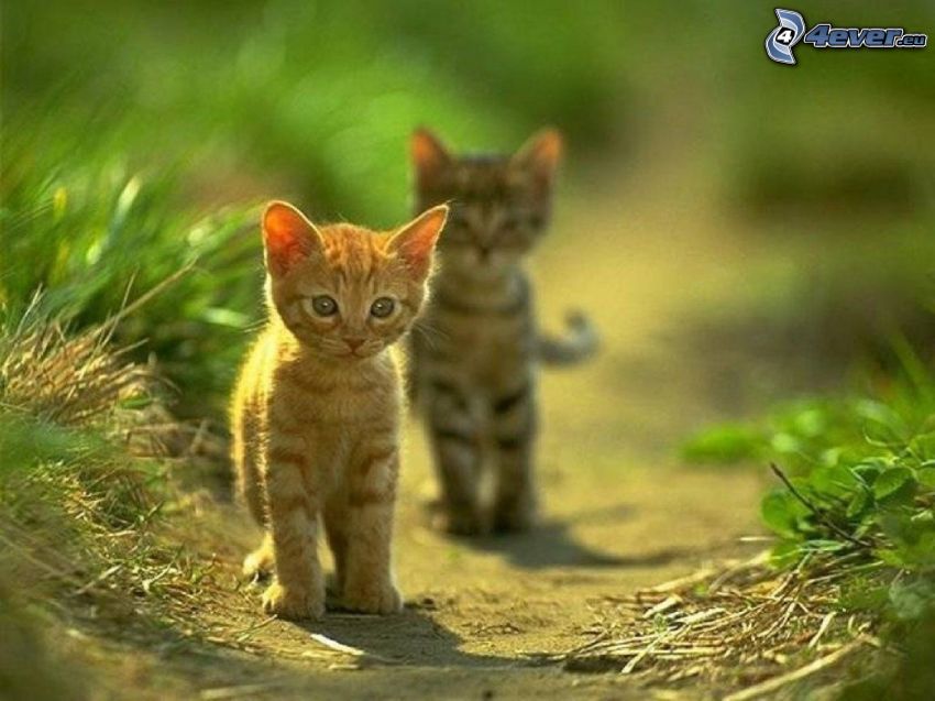 kittens, kitten on the meadow