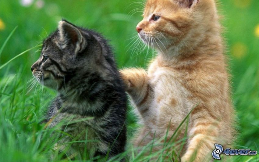 kittens, look, grass