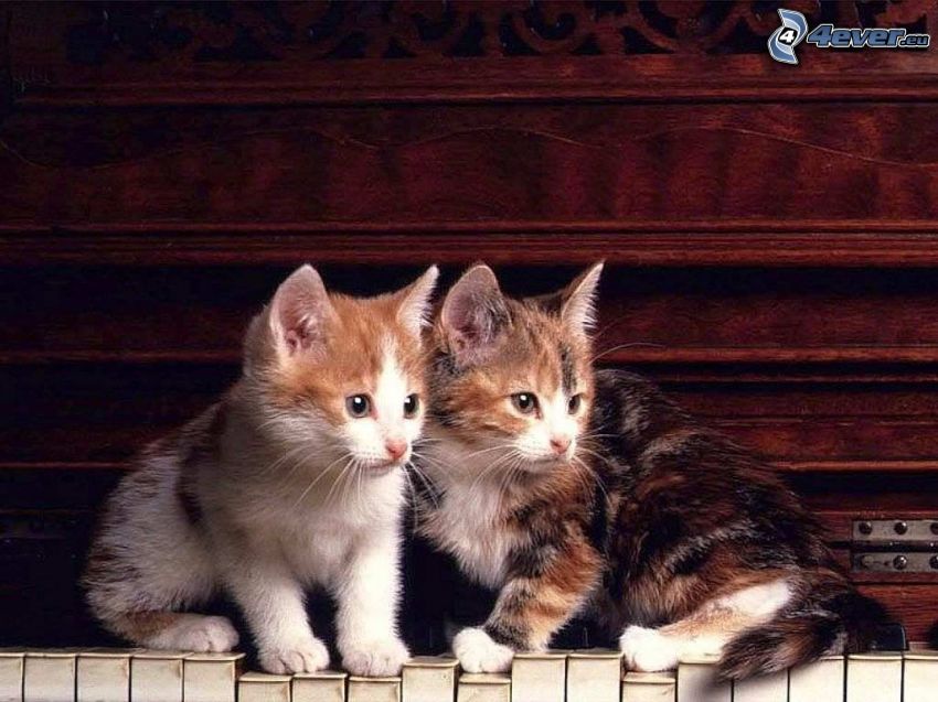 kittens, old piano