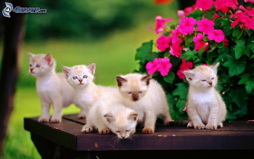 kittens, pink flowers