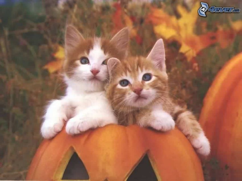 kittens, pumpkin, Halloween