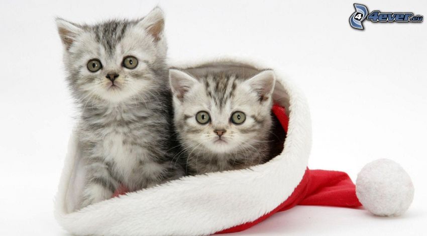 kittens, Santa Claus hat