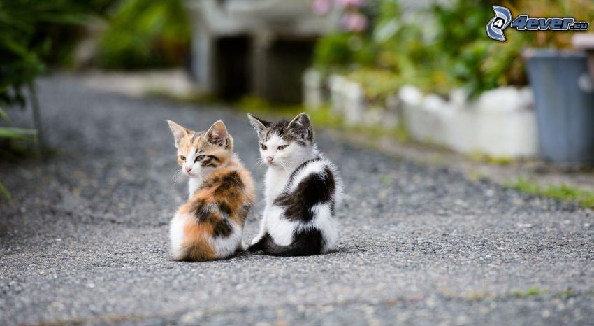 kittens, spotted kitten