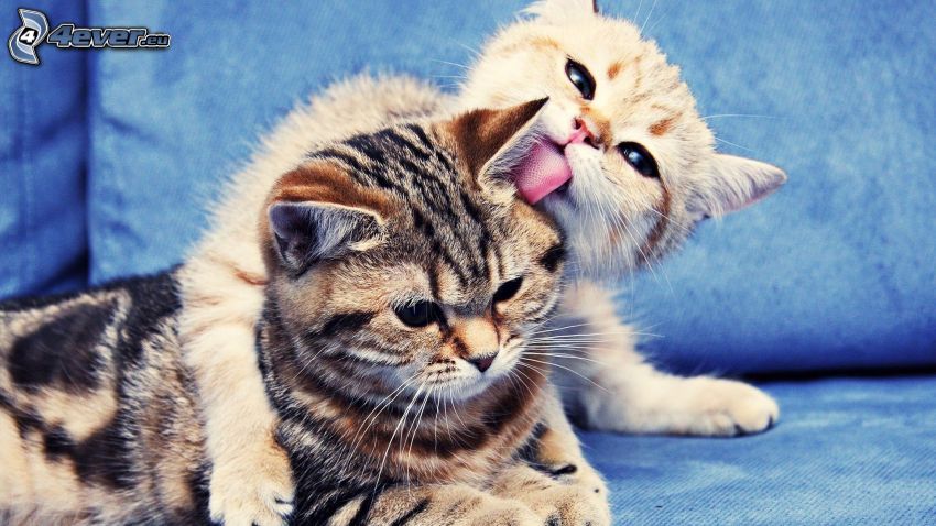 kittens, tongue