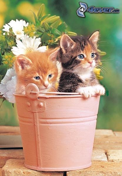 Kittens in the bucket