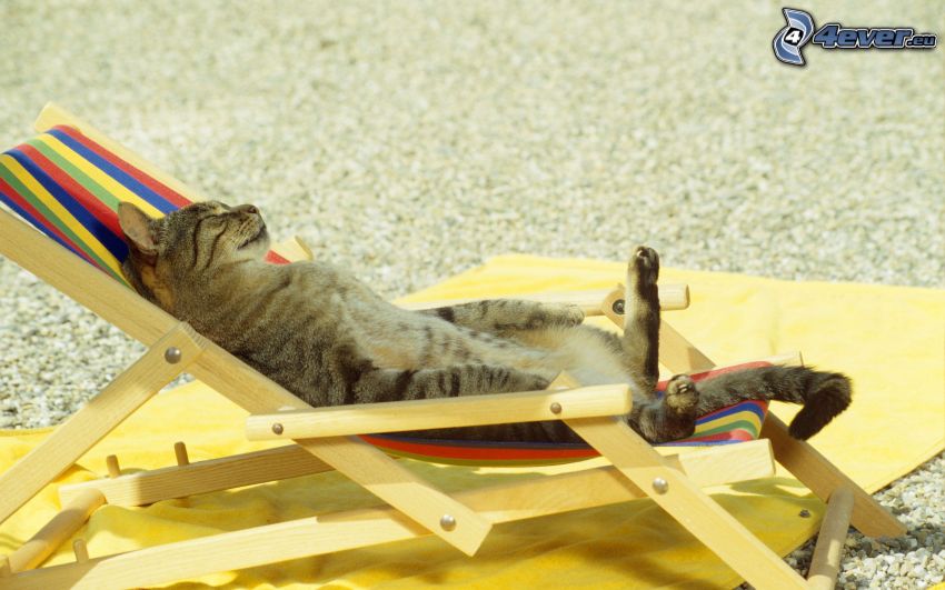 lazy cat, deck chair, relax