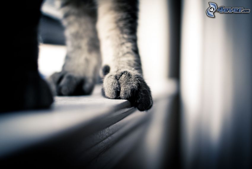 paws, cat, black and white