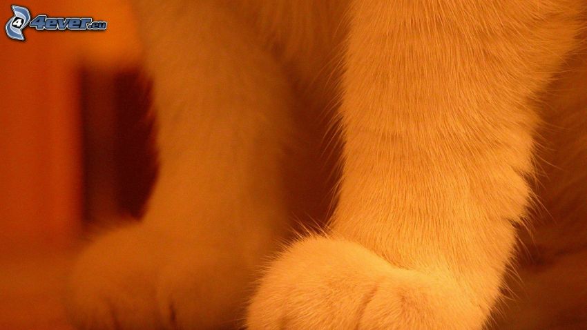 paws, cat